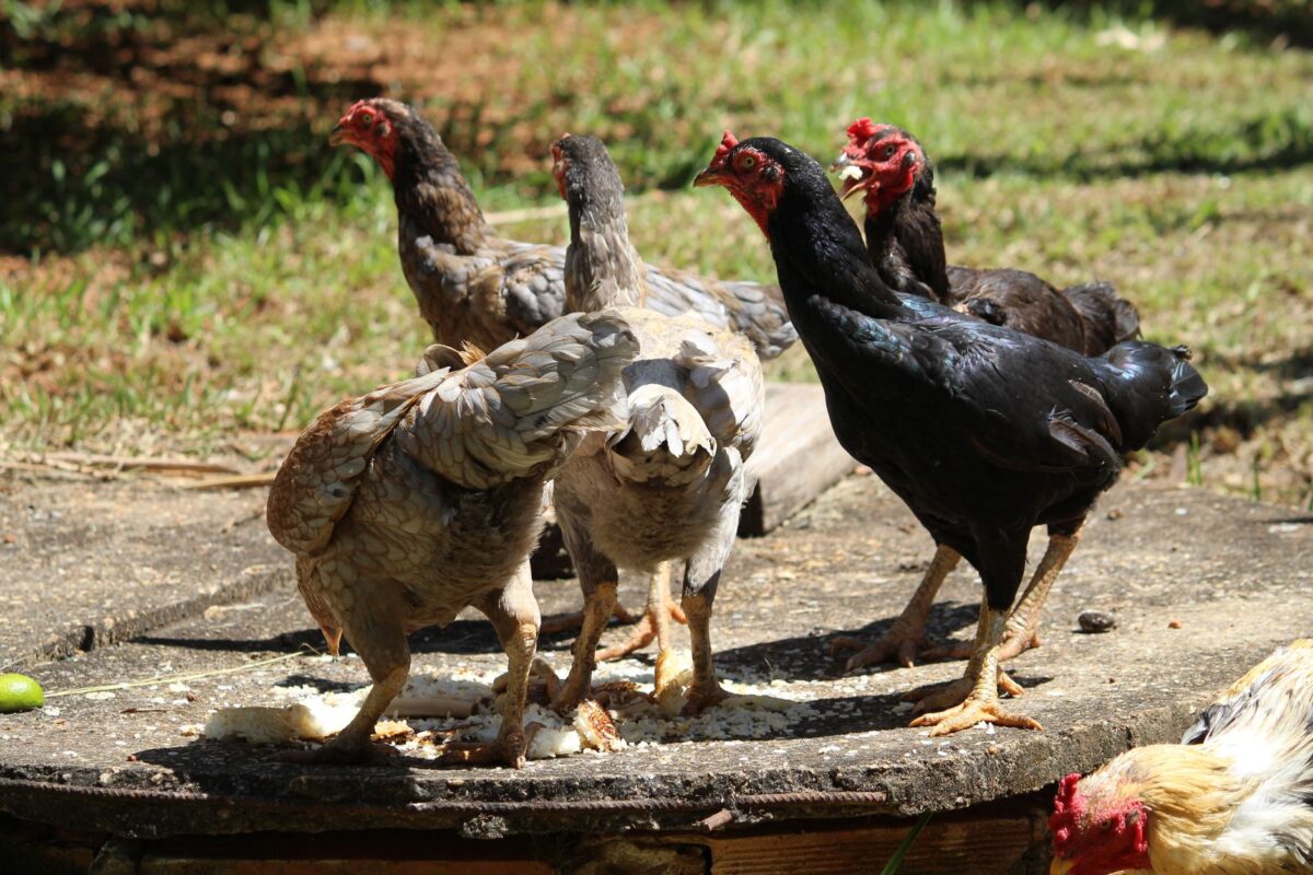 poules régionale île lire groupes poule