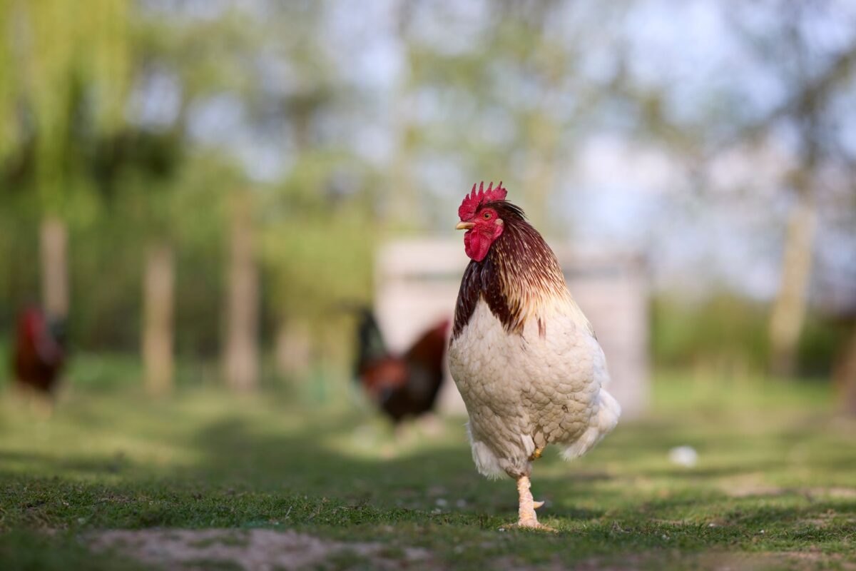 fédérale résultats septembre interpréter calendrier poules