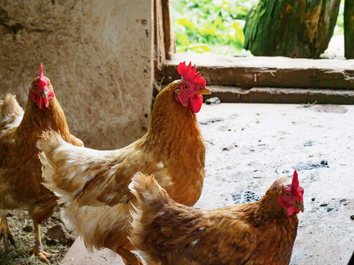 fédérale septembre poules transformer résultats