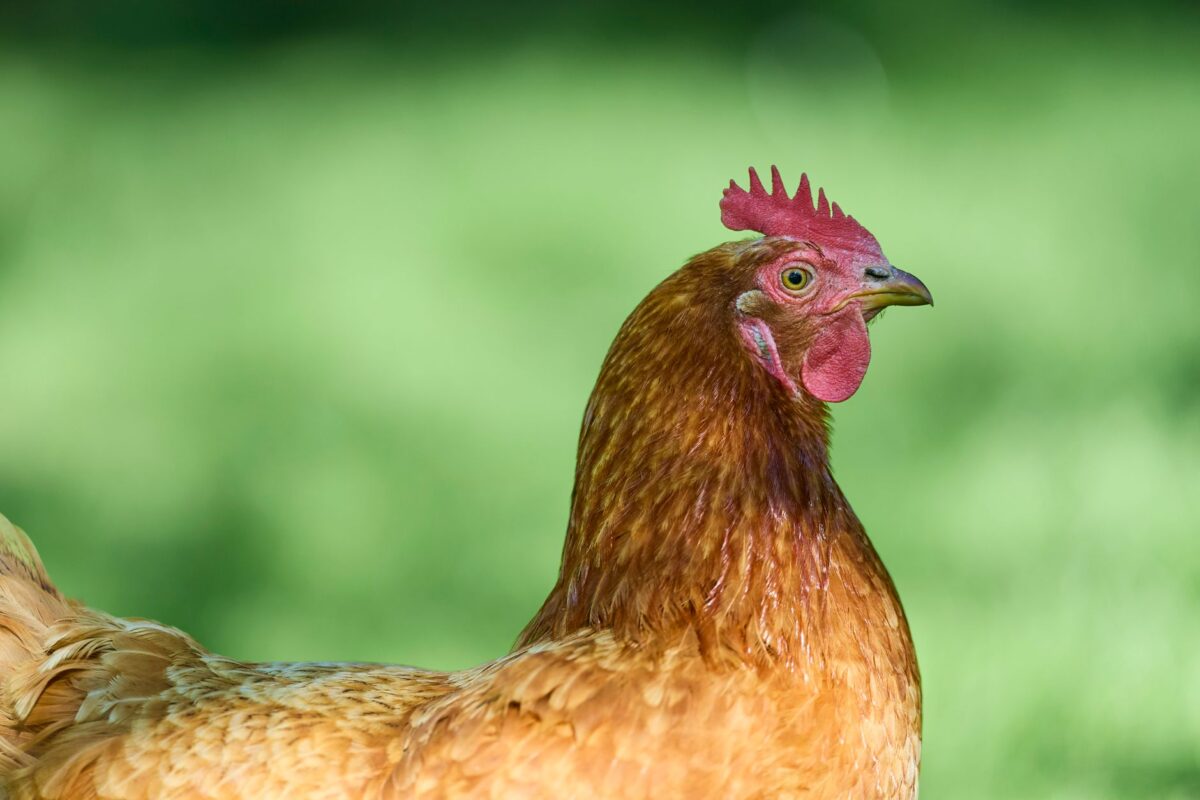 fédérale septembre poules lire résultats poule