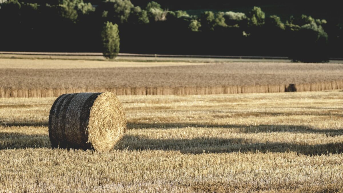 régionale verfeil saison erreurs fréquentes éviter