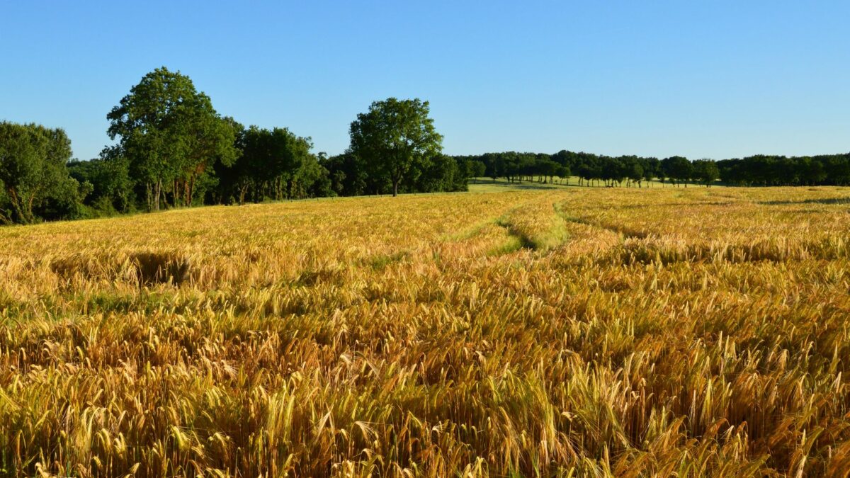 régionale verfeil saison qu réellement cassé