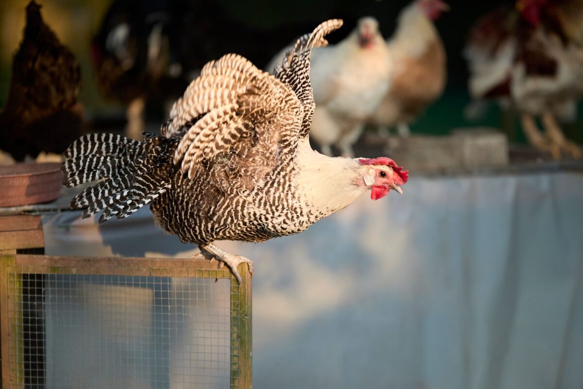 régionale occitanie présentation dix clubs poule