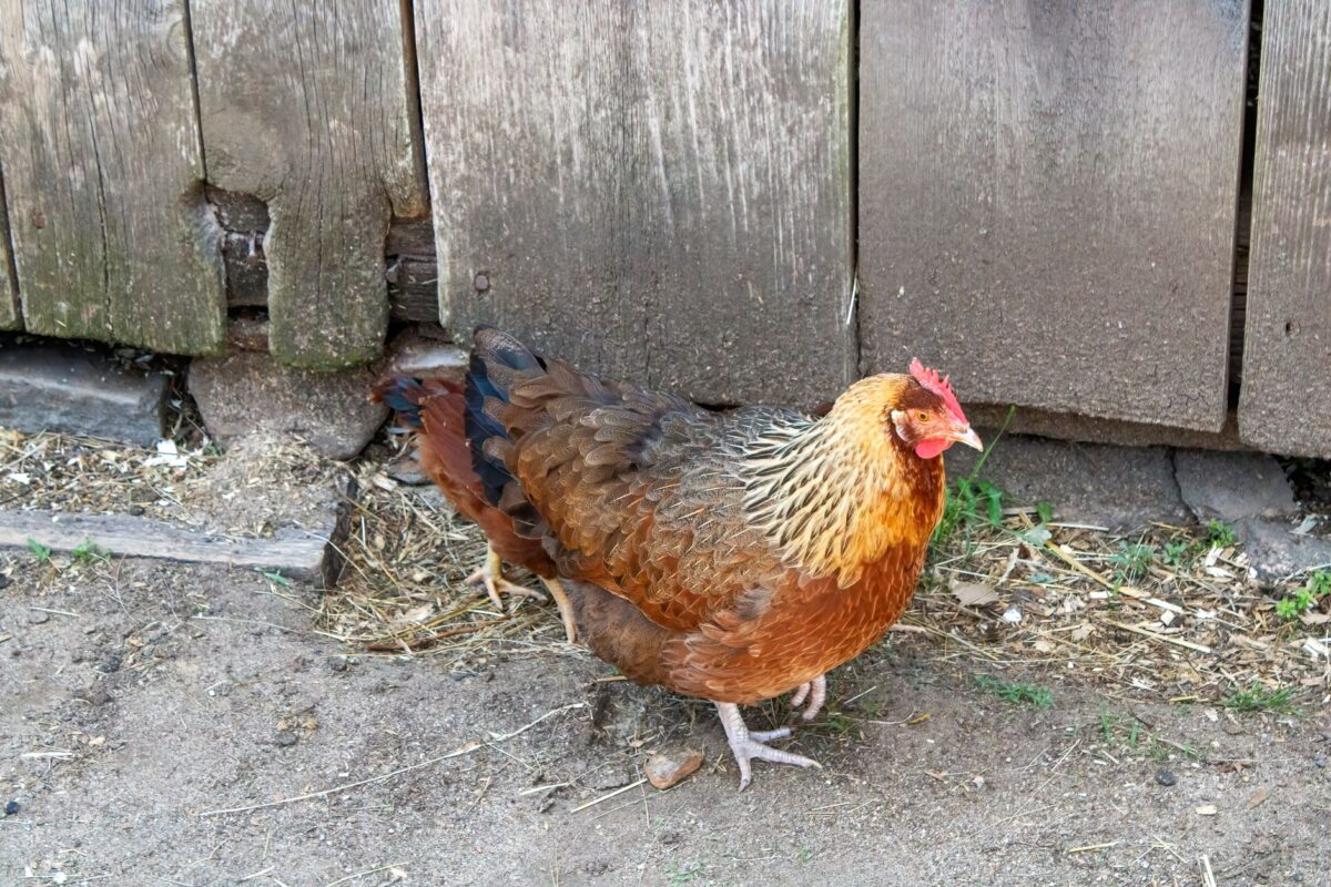régionale occitanie poule us canton saint