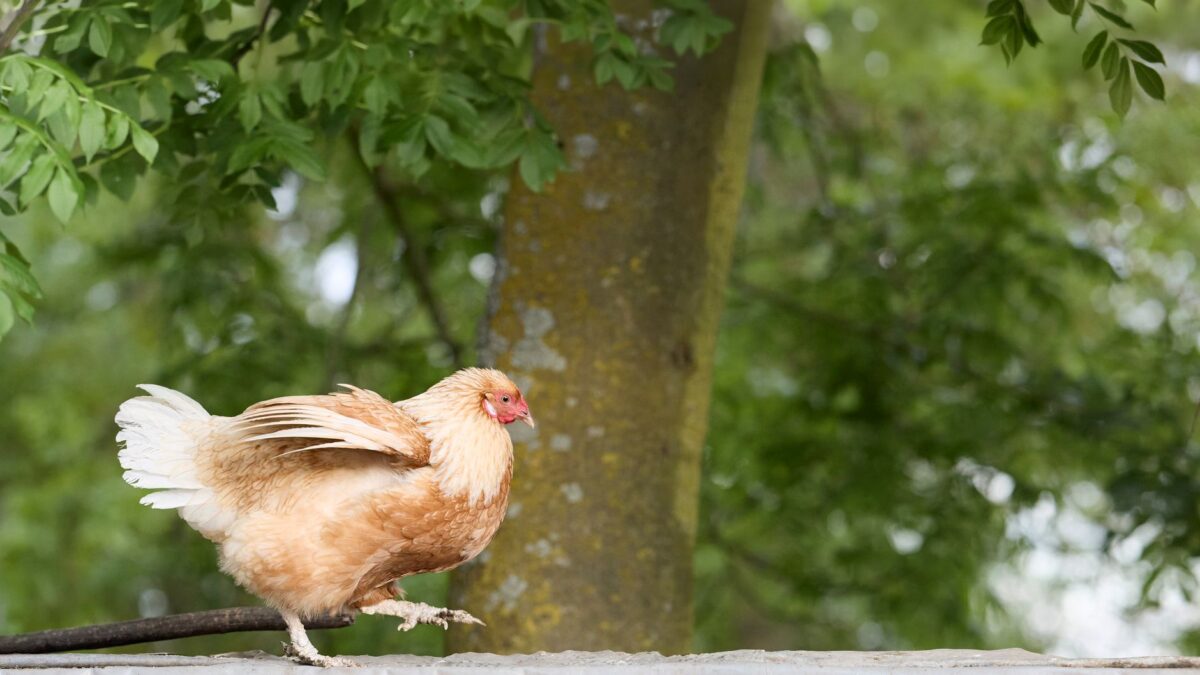 régionale occitanie poule facteurs feront basculer