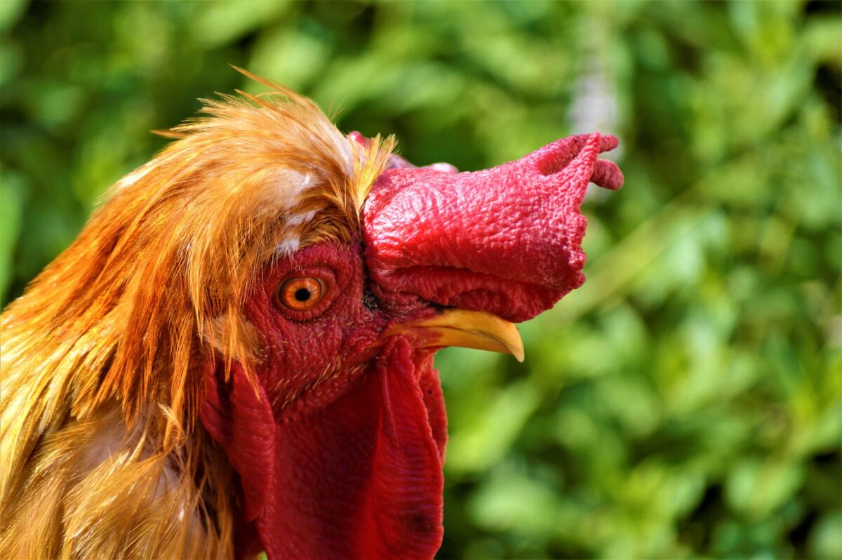 régionale occitanie poule montréjeau gourdan polignan