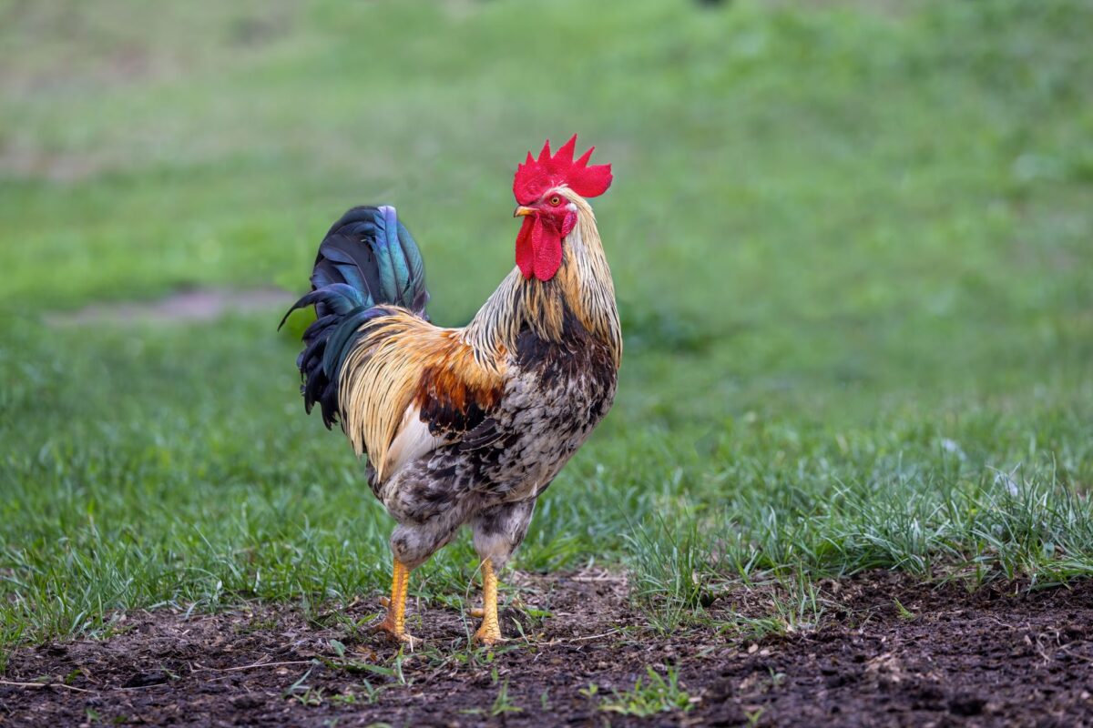 régionale occitanie poule erreurs fréquentes éviter