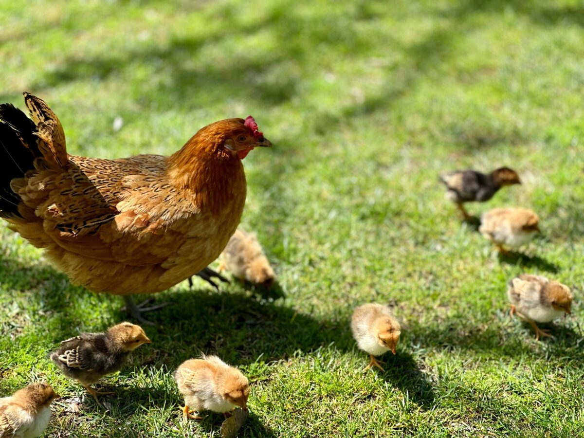 fédérale programme septembre lire poules jours